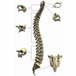 Dolor de espalda: LUMBALGIA.